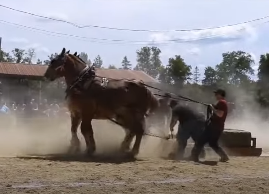 Power and Tradition Unite at Richmond Corner Horse Pull 2024