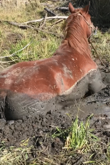 Shocking Rescue2000 lb Horse