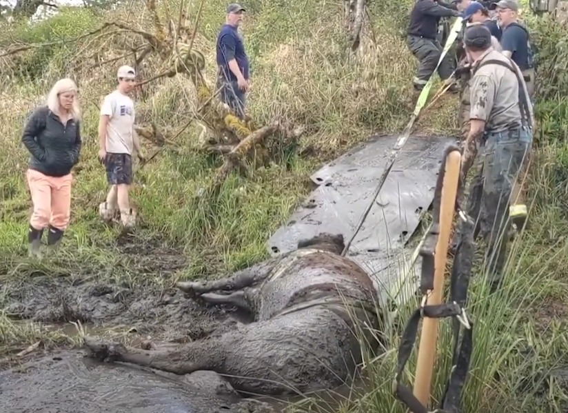 Local heroes free cow from deep bog after hours of effort.