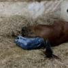 Horse giving birth compilation 🐴