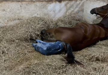 Horse giving birth compilation 🐴