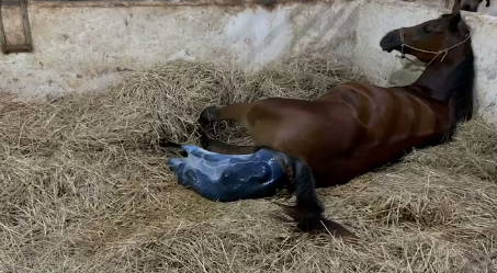 Horse giving birth compilation đ´