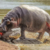 When Crocodiles and Alligators Messed With the Wrong Opponent