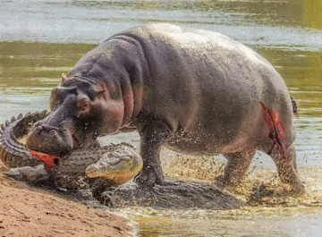 When Crocodiles and Alligators Messed With the Wrong Opponent