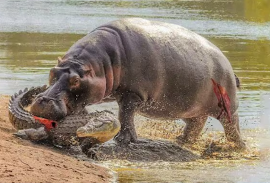 When Crocodiles and Alligators Messed With the Wrong Opponent