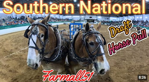 2025 Southern National Draft Horse pull