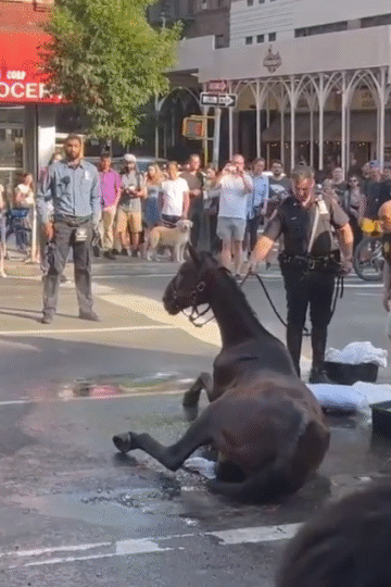 Carriage Horse Collapses on Manhattan Street Amid High Temperatures