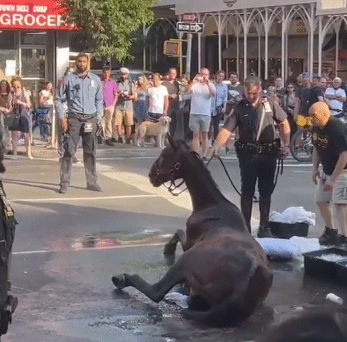 Carriage Horse Collapses on Manhattan Street Amid High Temperatures