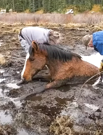 Wild Horse Rescued from Muddy Pit