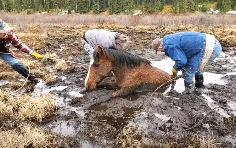 Wild Horse Rescued from Muddy Pit