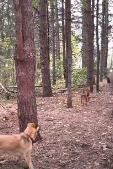 When Horses Go Wild: Tree Kicks, Dog Farts, and a Hasty Exit