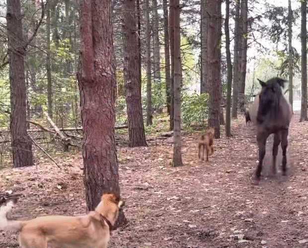 When Horses Go Wild: Tree Kicks, Dog Farts, and a Hasty Exit