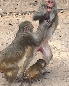 Insane Monkey Fighting