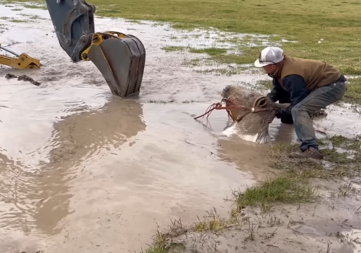 Rescue the horse from the mud