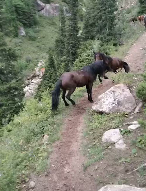 The Battle for Leadership: A Stallion's Fight for the Herd