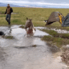 Rescue the horse from the mud