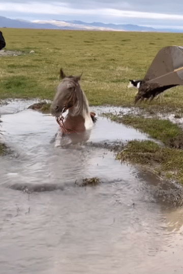 Rescue the horse from the mud