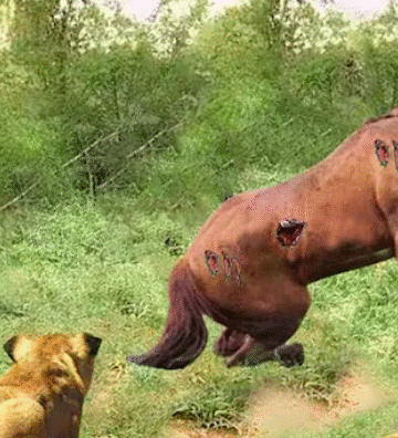 Lion With Leopard Attack Wild Horse In Their Territory