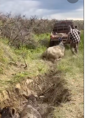 Pulling Life from a Muddy Trench