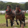 The Strength and Tradition of Draft Horses: Furmanské Preteky Spišská Belá