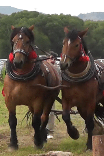 The Strength and Tradition of Draft Horses: Furmanské Preteky Spišská Belá