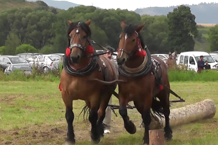 The Strength and Tradition of Draft Horses: Furmanské Preteky Spišská Belá
