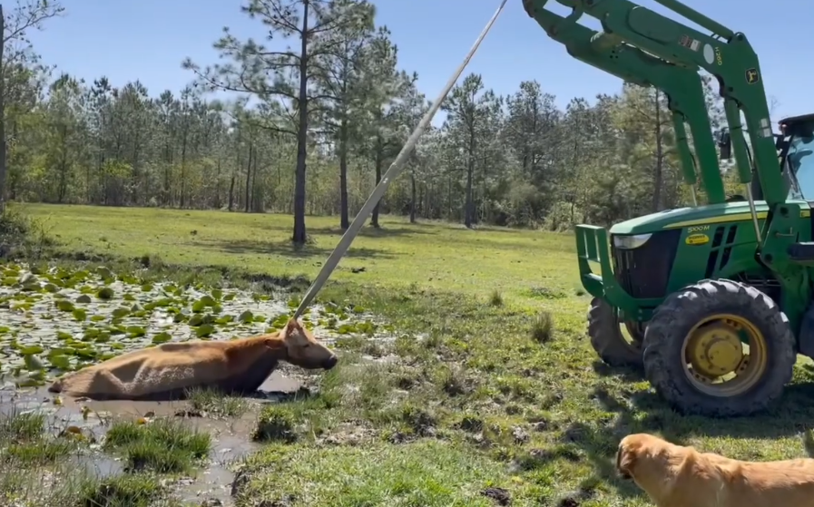 Cow stuck in the mud