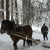 “Hasna the draft horse, wrapped in a warm blanket, stands quietly in a snowy forest during a traditional horse-logging operation. Her calm strength and connection to her handler reflect the deep harmony between animal and human in this centuries-old craft.”