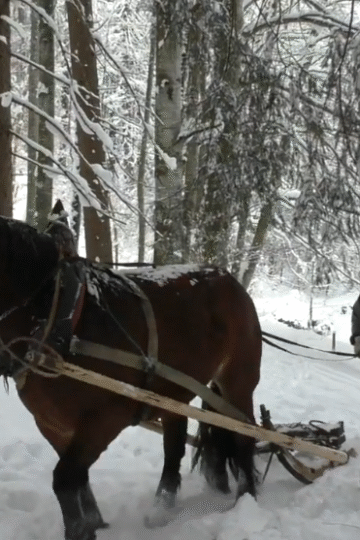 “Hasna the draft horse, wrapped in a warm blanket, stands quietly in a snowy forest during a traditional horse-logging operation. Her calm strength and connection to her handler reflect the deep harmony between animal and human in this centuries-old craft.”