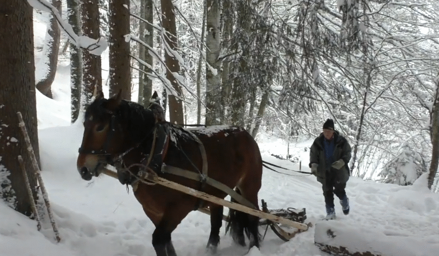“Hasna the draft horse, wrapped in a warm blanket, stands quietly in a snowy forest during a traditional horse-logging operation. Her calm strength and connection to her handler reflect the deep harmony between animal and human in this centuries-old craft.”