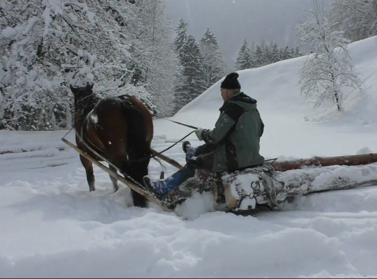 “Hasna the draft horse, wrapped in a warm blanket, stands quietly in a snowy forest during a traditional horse-logging operation. Her calm strength and connection to her handler reflect the deep harmony between animal and human in this centuries-old craft.”