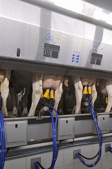 Modern milking parlor in action – cows lined up for automated milking in a high-tech dairy farm.