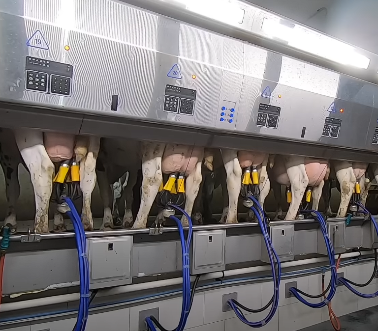 Modern milking parlor in action – cows lined up for automated milking in a high-tech dairy farm.