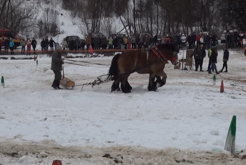 The Enduring Spirit of the Furman: A Glimpse into Kojšov's Horse Logging Competition