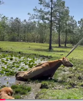 Cow stuck in the mud