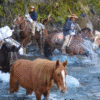 Crossing the Wild River: A Journey with Horses and Riders