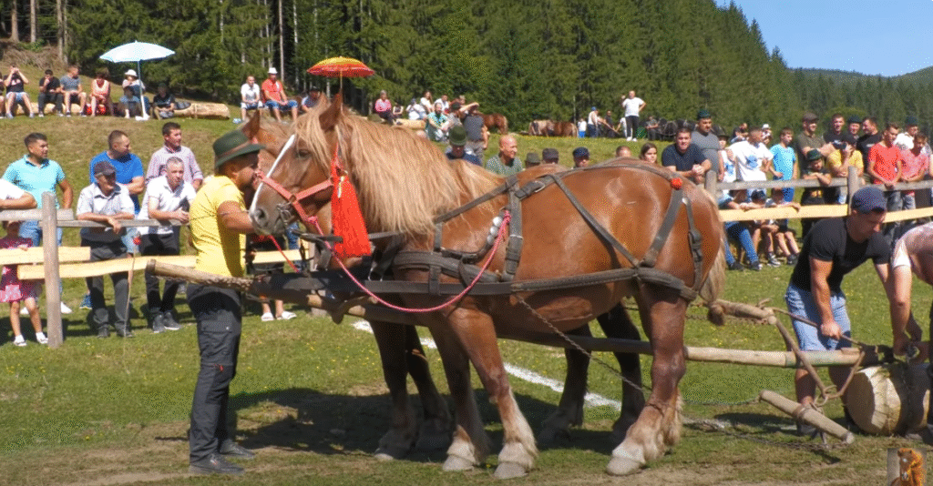 Legends of the Land: The Double Draft Horse Trial of Barcani-Covasna