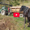 A hardworking draft horse maneuvers uphill, dragging logs to the forwarder during a traditional timber pulling event in the Czech countryside.