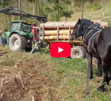 A hardworking draft horse maneuvers uphill, dragging logs to the forwarder during a traditional timber pulling event in the Czech countryside.