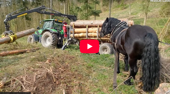 A hardworking draft horse maneuvers uphill, dragging logs to the forwarder during a traditional timber pulling event in the Czech countryside.