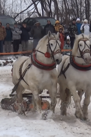 The Enduring Spirit of the Furman: A Glimpse into Kojšov's Horse Logging Competition