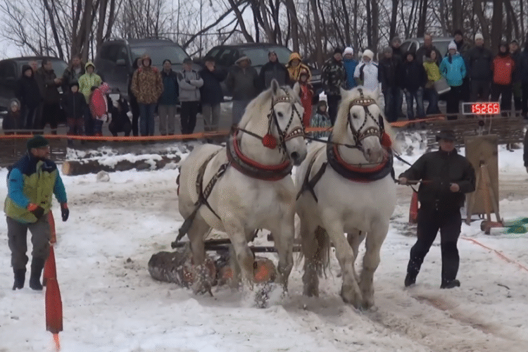 The Enduring Spirit of the Furman: A Glimpse into Kojšov's Horse Logging Competition