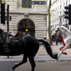 Runaway Army Horses Tear Through London: Chaos in the Capital