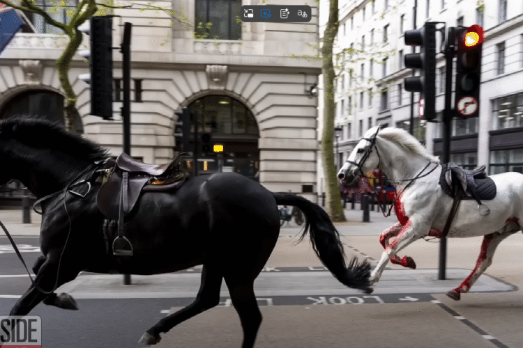 Runaway Army Horses Tear Through London: Chaos in the Capital