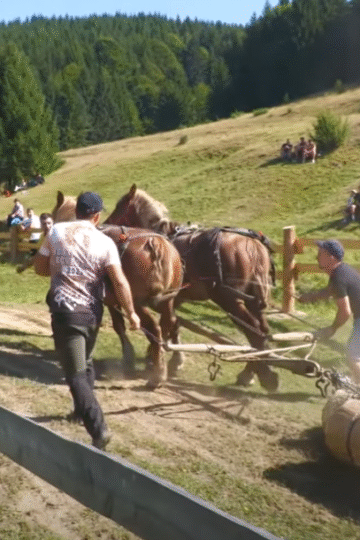 Legends of the Land: The Double Draft Horse Trial of Barcani-Covasna