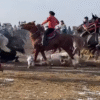 Tragedy on the Trail: 5 Horses Collapse During Ride