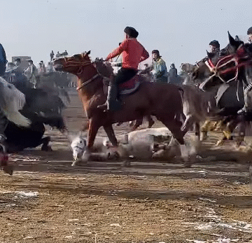 Tragedy on the Trail: 5 Horses Collapse During Ride