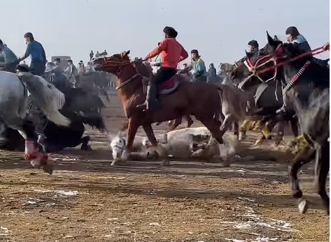 Tragedy on the Trail: 5 Horses Collapse During Ride