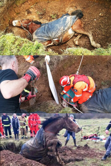 Buckinghamshire firefighters work together to rescue a pregnant mare trapped in a two-metre-deep sinkhole in Beaconsfield. Thanks to their quick response and compassion, both mare and foal were saved.