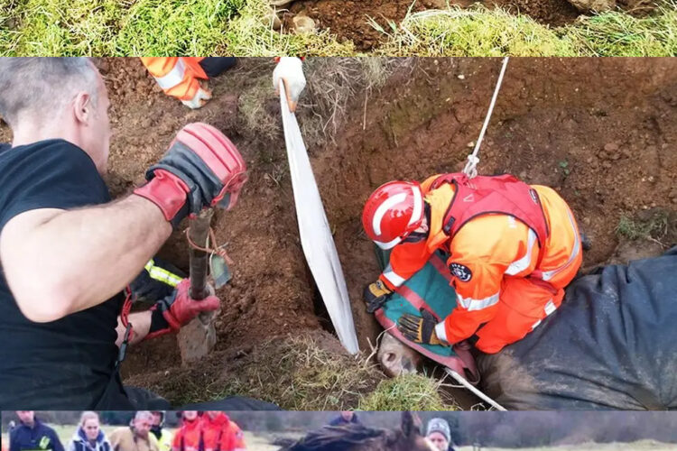 Buckinghamshire firefighters work together to rescue a pregnant mare trapped in a two-metre-deep sinkhole in Beaconsfield. Thanks to their quick response and compassion, both mare and foal were saved.